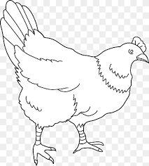 Gambar ayam kartun hitam putih download now gambar hitam putih bw un. Ayam Hitam Png Pngwing