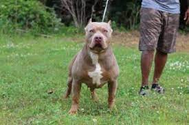 All puppies will be checked. Xl Xxl Pitbull Puppies For Sale American Bully For Sale
