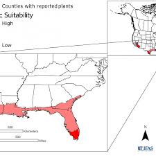 Image result for Digitaria velutina