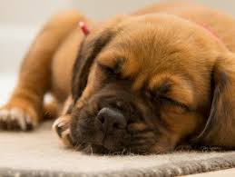 Can puppies survive fading puppy syndrome? What Are The Signs Of Fading Puppy Syndrome Http Www Dogvills Com