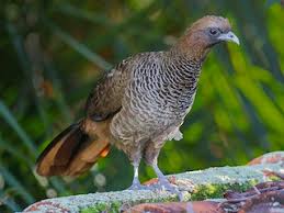 Image result for Chassalia umbraticola