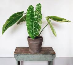 Whoa This Philodendron Jose Buono Is Mammoth How About Those Variegated Leaves Plants Variegated Plants Plant Goals