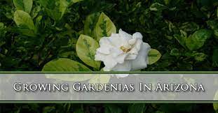 How to grow autumn sage in phoenix arizona. Growing Gardenias In Arizona A P Nursery