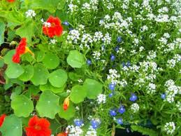 Choosing plants for your cutting garden. Hardy Flowering Plants Annual And Perennial Flowers For Zone 6 Gardens