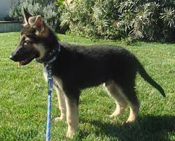 German Shepherd Puppies Pictures 2 Months Old Zoe Fans Blog German Shepherd Puppies Puppy Pictures Gsd Puppies