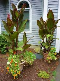 How To Grow Canna Lilies From Seed Canna Lily Landscaping Lily Plants Indoor Flowering Plants