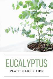 How To Care For Eucalyptus Plants Eucalyptus Plant Indoor Plants Inside Plants