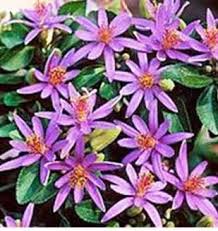 Image result for Grewia micrantha