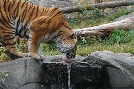 We have many other suggestions for free the zoo often has additional activities aligned with the season of the year so always check their events page to see if anything special is going on. Bronx Zoo In Bronx New York Kid Friendly Attractions Trekaroo