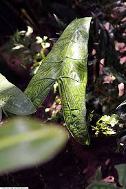It's not the easiest plant. File Alocasia Zebrina Reticulata 1zz Jpg Wikimedia Commons