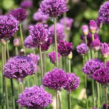 Blutenmeer Aus Zierlauch In 2020 Gartengestaltung Zierlauch Garten Landschaftsbau