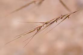 Image result for Aristida bipartita