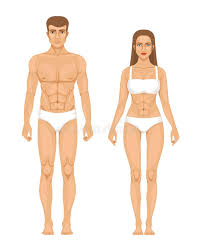 This is why women remove their female parts. Model Of Sporty Man And Woman Standing Front View Different Body Parts Vector Illustration Stock Vector Illustration Of Adult People 94441416
