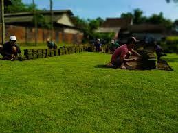 Om tante,mau nanya nih, gw lagi bangun rumah, kebetulan ada rencana mau bikin taman depan dan belakang, paling gampang perawatannya rumput apa yah? 4 Manfaat Rumput Jepang Untuk Tanah Jual Rumput Taman