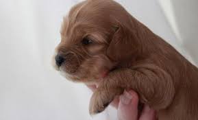Puppies are sent home with a complete care pack which includes their personal health record, pedigree and lifetime support for you and your new puppy. Cavapoo Puppy For Sale Adoption Rescue For Sale In Peoria Illinois Classified Americanlisted Com