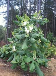 Image result for Carvalhoa macrophylla