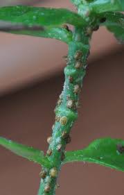 Image result for puklice