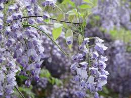 Pin On New Gardening Know How Articles