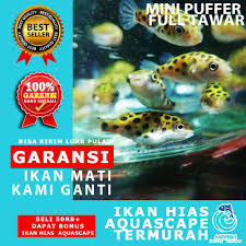 Pembayaran mudah, pengiriman cepat & bisa cicil 0%. Ikan Hias Aquascape Aquarium Air Tawar Laut Mefish Id Mini Puffer Full Tawar Shopee Indonesia