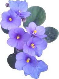 Why dried flowers are back stuff co nz. Download Flowers Flower Violet Aesthetic Vaporwave Sowon Full Size Png Image Pngkit