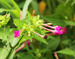 Image result for Kotschya thymodora