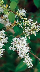 Image result for Ligustrum obtusifolium