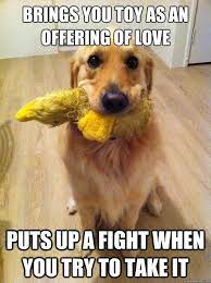 The best memes from instagram, facebook, vine, and twitter about golden retriever. Love The Golden Retriever Meme Apenrose3 Puppies Funny Baby Dogs Dog Logic