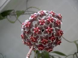 Pin On Crazy Cactus Lady