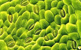 Stomata are small pores on the plant surface formed by two cells that act as a valve to regulate the uptake of co 2 and the release of oxygen and water. How Do Stomata Help Conserve Water Socratic