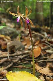 Image result for Nervilia