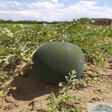 Vremea in apropiere de amarastii de jos si craiova. 3000 De Hectare Cultivate Cu Pepeni In Dolj Jurnal De Craiova