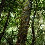 Image result for Lomariopsis rossii