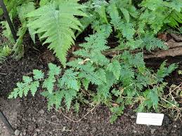 Image result for Selaginella vogelii