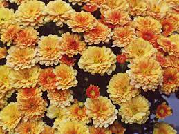 Depending on their color, they might suggest love, friendship, maternal affection, hope for renewed life and even determination to keep living in the face of death. Sympathy Flowers A Guide To Sending Condolence Flowers Funeral Guide