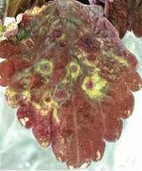 Keep all insulation at least 3 inches away from recessed can lights, unless they are rated ic (insulated ceiling). Impatiens Necrotic Spot Insv Plant Disease Diagnostics Clinic