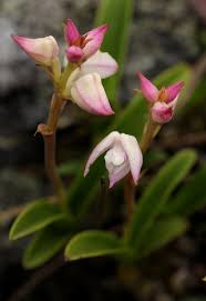 Image result for Polystachya valentina