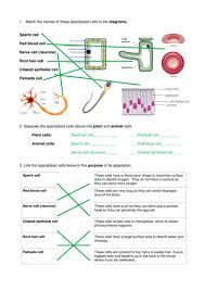 Younger students can use the animal cell worksheets as coloring pages. Specialised Cells Worksheet Teaching Resources