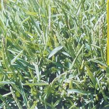 Image result for Stenotaphrum dimidiatum