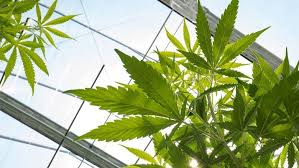 We did not find results for: 11 Best Led Grow Lights For Cannabis 2021 Heavy Com