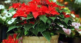 Ask Monty How Do I Get My Poinsettia S Leaves To Turn Red For Christmas Poinsettia Leaves Poinsettia Plant Poinsettia