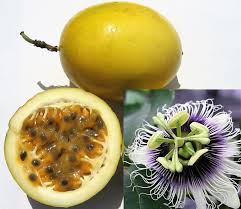 Image result for Passiflora edulis
