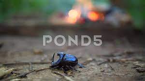 Blue rhinoceros beetle with firewood in ... | Stock Video | Pond5