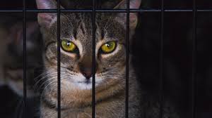 Our pet adoption tool is easy to use and will help you locate cats and dogs for adoption from pet adoption centers in your area. Californian Law Change Means Pet Shops Can Sell Only Rescued Animals Bbc News
