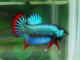 However, unlike the common pet shop bettas, imbellis are peaceful and a large group. The Peaceful Betta The Fisheries Blog