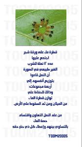 سبحان الله الحمدالله herbs ale food