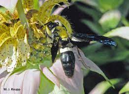 Wondering what those big fuzzy black bees near your home are? Humans Help Wasps Wasps Help Humans Four Toothed Mason Wasp I Monobia Quadridens I Bug Of The Week