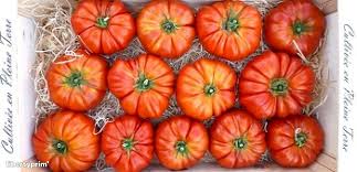See full list on de.nextews.com Tomato Marmande France Conventional Grower La Pomme D Amour Libertyprim