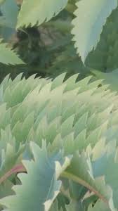 Image result for Melianthus major