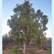 Image result for Eucalyptus camaldulensis