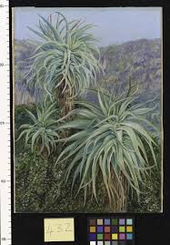 Image result for Aloe christianii